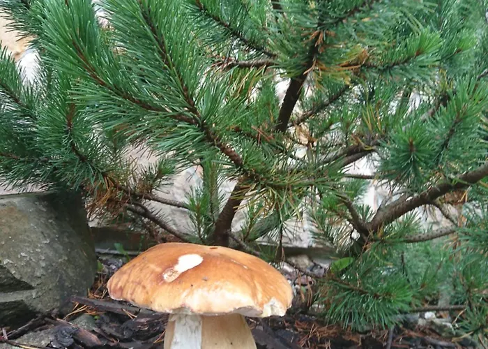 Male Alpy & Spa - Willa Z Basenem Krynica-Zdroj Krynica Zdroj